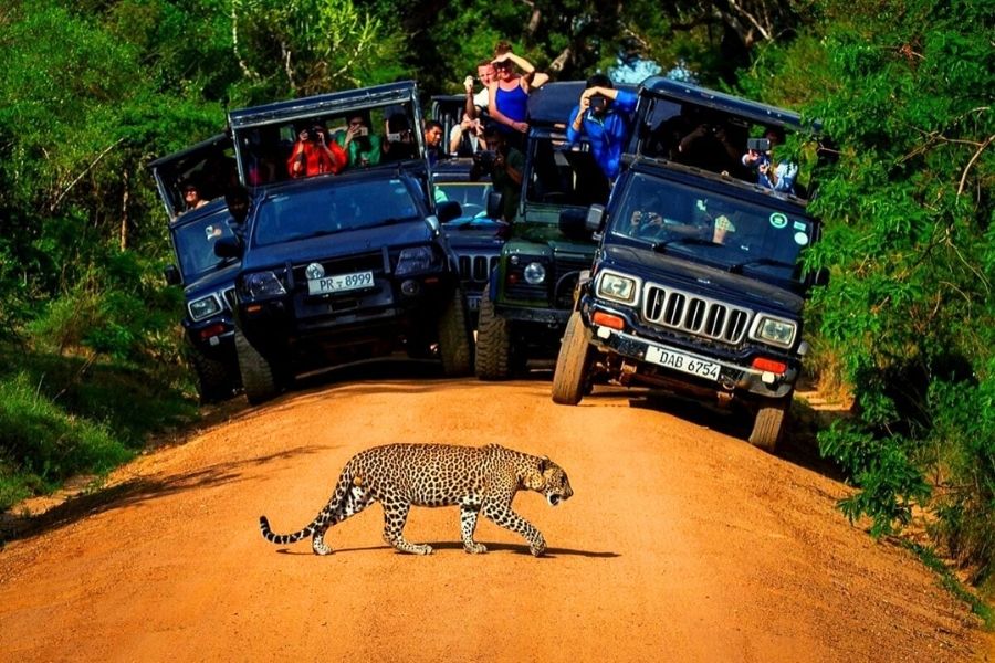 Yala National Park Safari